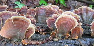 Attēlu rezultāti vaicājumam “Stereum fasciatum”