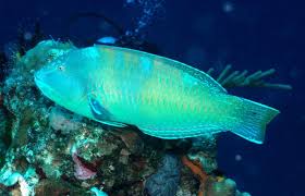 Image result for Halichoeres radiatus