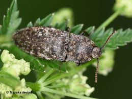 Attēlu rezultāti vaicājumam “Harminius undulatus”