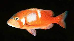 Image result for Chrysoblephus cristiceps