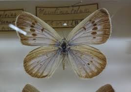 Attēlu rezultāti vaicājumam “Maculinea teleius”