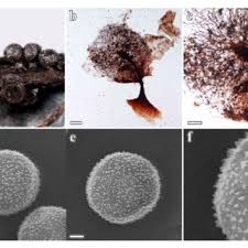 Attēlu rezultāti vaicājumam “Trichia contorta”