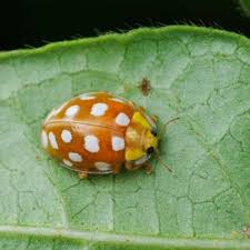 Attēlu rezultāti vaicājumam “Halyzia sedecimguttata”