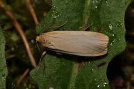 Attēlu rezultāti vaicājumam “Eilema depressa imago”