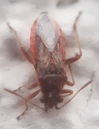 Attēlu rezultāti vaicājumam “Rhopalus maculatus”