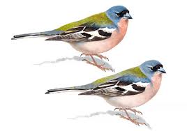 Attēlu rezultāti vaicājumam “Fringilla coelebs”