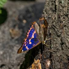 Attēlu rezultāti vaicājumam “Apatura ilia male”