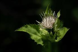 Attēlu rezultāti vaicājumam “Cirsium oleraceum flower”