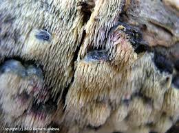 Attēlu rezultāti vaicājumam “Mucronella bresadolae”