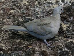 Attēlu rezultāti vaicājumam “Streptopelia decaocto adult”