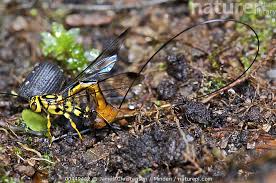 Attēlu rezultāti vaicājumam “Ichneumonidae”