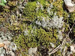 Attēlu rezultāti vaicājumam “Dicranum spurium”