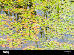 Attēlu rezultāti vaicājumam “Trapaceae”