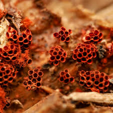 Attēlu rezultāti vaicājumam “Metatrichia vesparia”