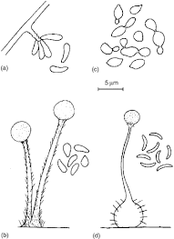 Attēlu rezultāti vaicājumam “Ophiostoma polyporicola”