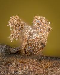 Attēlu rezultāti vaicājumam “Heterotrichia oerstedii (syn. Arcyria oerstedii) spores”