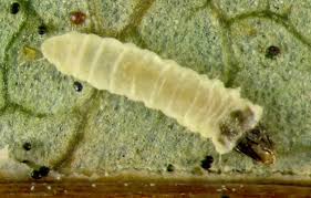 Attēlu rezultāti vaicājumam “Gracillaria syringella larva”