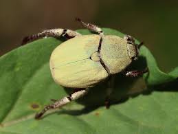 Attēlu rezultāti vaicājumam “Hoplia parvula imago”