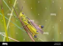 Attēlu rezultāti vaicājumam “Stethophyma grossum”