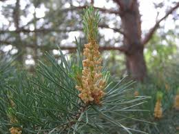 Attēlu rezultāti vaicājumam “Pinus sylvestris var. turfosa”