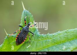 Attēlu rezultāti vaicājumam “Rhynocoris annulatus imago”