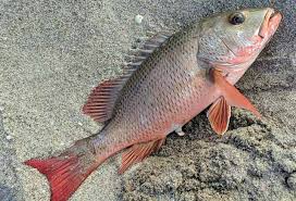 Image result for Lutjanus colorado