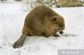 Image result for Castor fiber