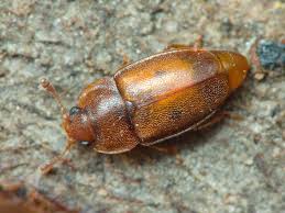 Attēlu rezultāti vaicājumam “Epuraea sp.”