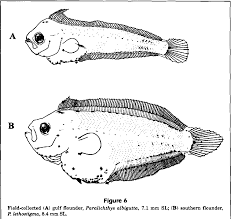 Image result for Paralichthys lethostigma