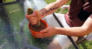 WTF?...Dumb Kids Do CACTUS CHALLENGE!!!...Must See!!