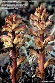 Attēlu rezultāti vaicājumam “Orobanche reticulata flower”