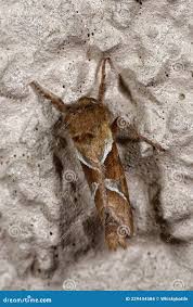 Attēlu rezultāti vaicājumam “Hepialus sylvina female”