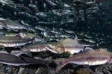 Image result for Oncorhynchus tshawytscha