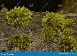 Attēlu rezultāti vaicājumam “Orthotrichum anomalum”