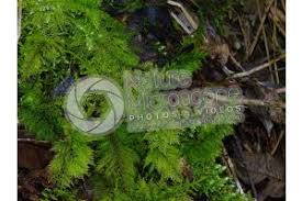 Attēlu rezultāti vaicājumam “Thuidium tamariscinum”