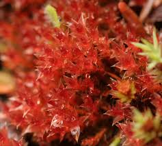 Attēlu rezultāti vaicājumam “Bryum pallens”