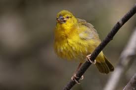 Image result for Carduelis citrinella