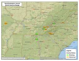 Attēlu rezultāti vaicājumam “Homalia trichomanoides sporophyte”