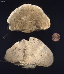 Attēlu rezultāti vaicājumam “Trametes gibbosa”