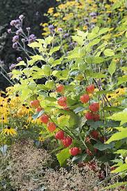 Attēlu rezultāti vaicājumam “Physalis alkekengi”