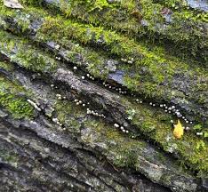 Attēlu rezultāti vaicājumam “Holwaya mucida”