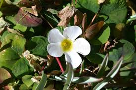 Attēlu rezultāti vaicājumam “Oxalidaceae”