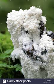 Attēlu rezultāti vaicājumam “Brefeldia maxima”