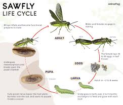 Attēlu rezultāti vaicājumam “Diprionidae cocoon”