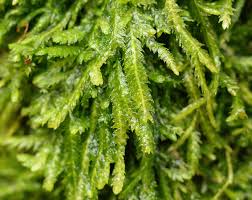 Attēlu rezultāti vaicājumam “Neckera crispa sporophyte”