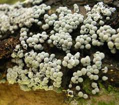 Attēlu rezultāti vaicājumam “Badhamia macrocarpa”