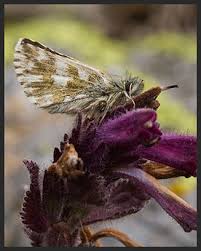 Attēlu rezultāti vaicājumam “Pyrgus alveus underside”