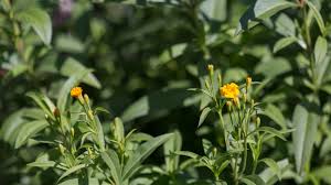 Attēlu rezultāti vaicājumam “Tagetes leaf”