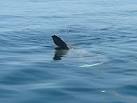 NM3342 : Basking Shark, Loch - via Daymix