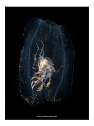 Attēlu rezultāti vaicājumam “Phronia sp.”